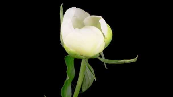 牡丹の花 黒い背景に美しい白い牡丹の花を開く時間の経過 — ストック動画