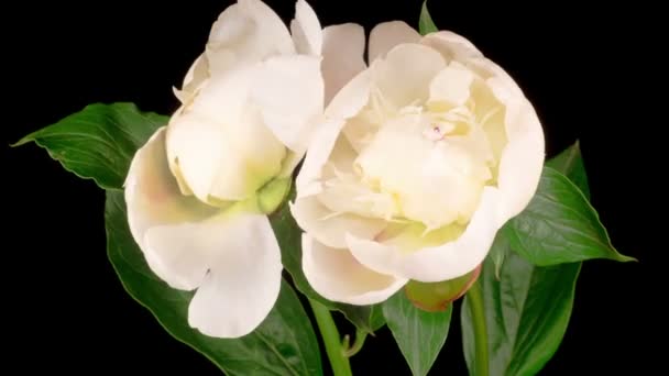 Цвіте Півонія Час Відкриття Двох Красивих Білих Півоній Квітів Чорному — стокове відео