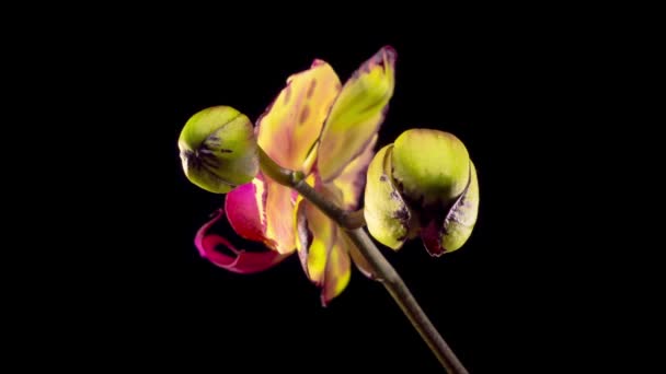 盛开的黄绿色的兰花在黑色的背景上 美纪皇冠兰花时间流逝 — 图库视频影像