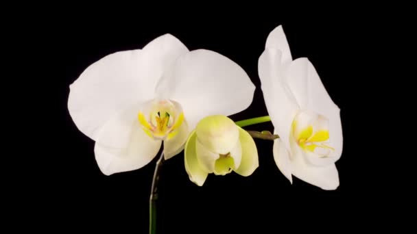 Blommande Vit Orkidé Phalaenopsis Blomma Svart Bakgrund Tidsförlopp — Stockvideo