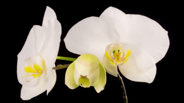 Blooming White Orchid Phalaenopsis Flower Black Background Time Lapse — Stock Video