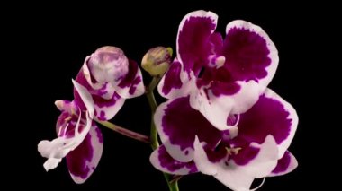 Orkide çiçekleri var. Blooming White - Magenta Orkide Phalaenopsis Çiçeği Siyah Arkaplanda. Noel Baba Orkidesi. Zaman Süreleri.