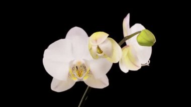 Orkide çiçekleri var. Çiçekli Beyaz Orkide Siyah Arkaplanda Phalaenopsis Çiçeği. Zaman Süreleri.