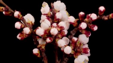 Kayısı ağacının dallarında beyaz çiçekler açarlar. Karanlık Arkaplan. Zaman Uygulaması.