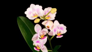 Çiçekli Beyaz Orkide Siyah Arkaplanda Phalaenopsis Çiçeği. Zaman Süreleri.