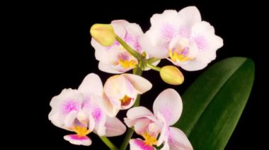 Çiçekli Beyaz Orkide Siyah Arkaplanda Phalaenopsis Çiçeği. Zaman Süreleri.