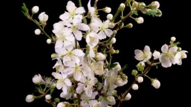 Kiraz çiçeği. Beyaz Çiçekler Kiraz Ağacı 'nda çiçek açıyor. Karanlık Arkaplan. Zaman Süreleri.