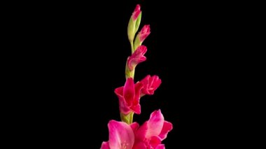 Pembe Gladiolus Çiçekleri. Siyah Arkaplanda Pembe Gladiolus Çiçeğinin Güzel Zaman Süreleri.