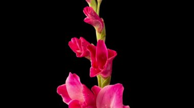 Pembe Gladiolus Çiçekleri. Siyah Arkaplanda Pembe Gladiolus Çiçeğinin Güzel Zaman Süreleri.