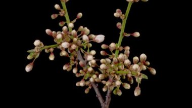 Kiraz çiçeği. Beyaz Çiçekler Kiraz Ağacı 'nda çiçek açıyor. Karanlık Arkaplan. Zaman Süreleri.