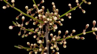 Kiraz çiçeği. Beyaz Çiçekler Kiraz Ağacı 'nda çiçek açıyor. Karanlık Arkaplan. Zaman Süreleri.