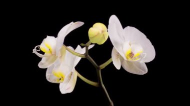 Orkide çiçekleri var. Çiçekli Beyaz Orkide Siyah Arkaplanda Phalaenopsis Çiçeği. Zaman Süreleri.
