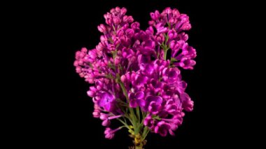 Leylak çiçekleri. Kara Arkaplanda Eflatun Mor Çiçeği Açmanın Güzel Zaman Geçidi. Zaman Süreleri.