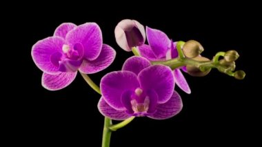 Kara Arkaplan 'da çiçek açan mor orkide falaenopsis çiçeği. Zaman Süreleri.