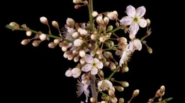 Kiraz çiçeği. Kiraz ağacının dallarında beyaz çiçekler açılıyor. Karanlık Arkaplan. Zaman Süreleri.