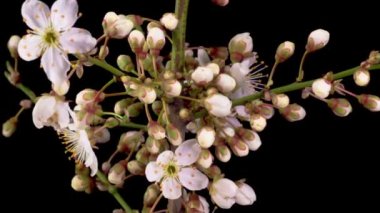 Kiraz çiçeği. Kiraz ağacının dallarında beyaz çiçekler açılıyor. Karanlık Arkaplan. Zaman Süreleri.