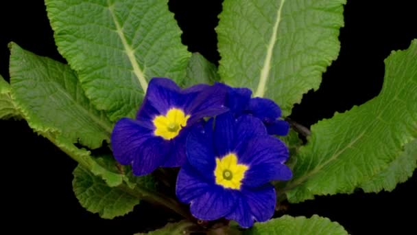 Hermoso Timelapse Primula Azul Primrose Flor Que Florece Sobre Fondo — Vídeo de stock