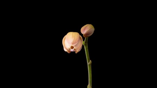 Peach Orchid Blossoms Blooming Peach Orchid Phalaenopsis Flower Black Background — Stock Video
