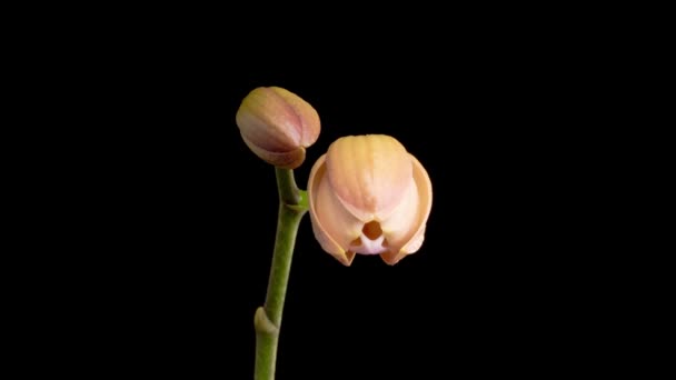 Flores Orquídea Pêssego Flor Pêssego Florescente Phalaenopsis Fundo Preto Tempo — Vídeo de Stock