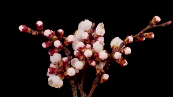 Witte Bloemen Bloeit Takken Van Abrikozenboom Donkere Achtergrond Tijdsverloop — Stockvideo