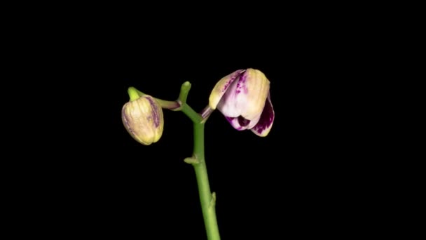 Orchid Blossoms Blooming White Magenta Orchid Phalaenopsis Flower Black Background — Vídeo de stock