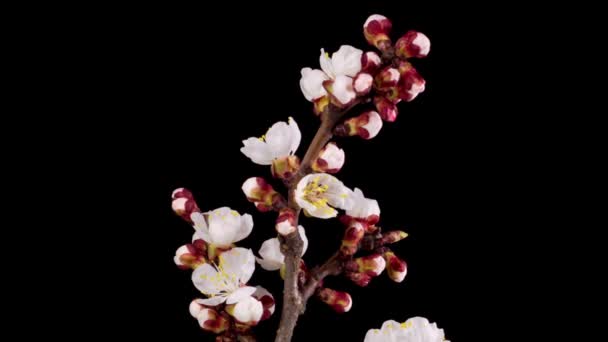 Witte Bloemen Bloeit Takken Van Abrikozenboom Donkere Achtergrond Tijdsverloop — Stockvideo