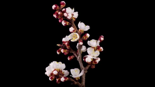 Λευκά Λουλούδια Ανθίζουν Στα Κλαδιά Του Δέντρου Βερίκοκο Σκούρο Φόντο — Αρχείο Βίντεο