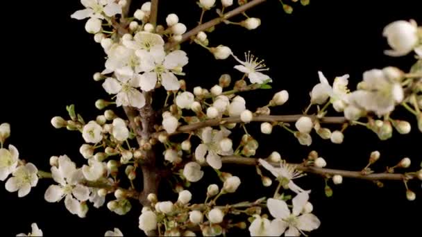 Witte Bloemen Bloeit Takken Cherry Tree Donkere Achtergrond Tijdsverloop — Stockvideo