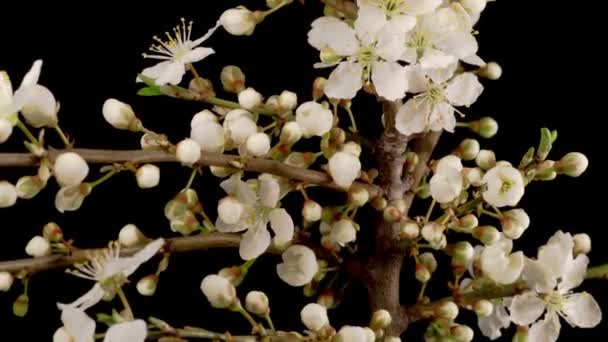 Fiori Bianchi Fioriture Sui Rami Ciliegio Sfondo Scuro Interruzione Temporale — Video Stock