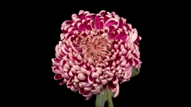 Χρονικό Συνήθειο Του Όμορφου Ροζ Χρυσάνθεμα Λουλούδι Withers Μαύρο Φόντο — Αρχείο Βίντεο