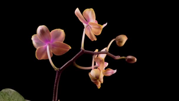 Flor Phalaenopsis Orquídea Del Melocotón Que Florece Sobre Fondo Negro — Vídeo de stock