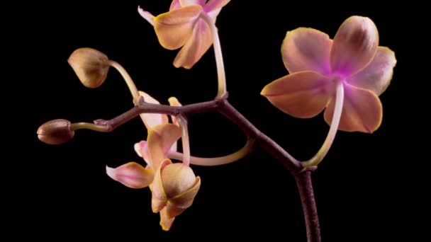 Fiore Fiorente Phalaenopsis Del Orchid Della Pesca Sullo Sfondo Nero — Video Stock