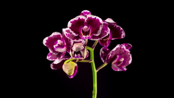 Floraison Violet Tulipe Orchidée Phalaenopsis Fleur Sur Fond Noir Délai — Video