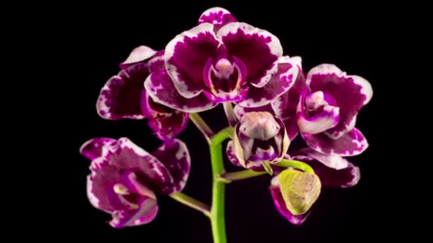 Квітуча Фіолетова Тюльпанова Орхідея Phalaenopsis Квітка Чорному Тлі Час Лапсе — стокове відео