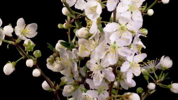 枝先に白い花を咲かせます 暗い背景 時間の経過 — ストック動画