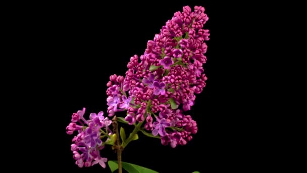 라일락 Beautiful Time Lapse Opening Violet Flower Lilac Black Background — 비디오