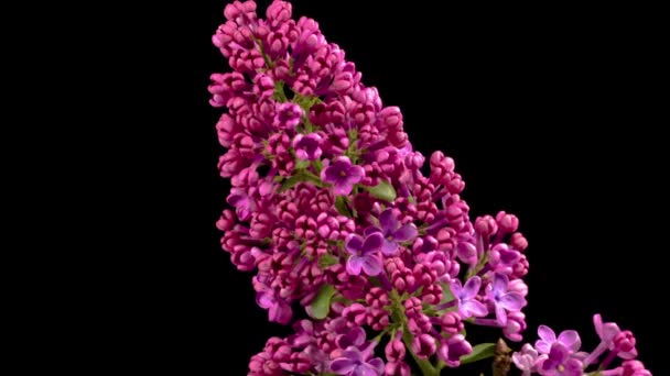 Lilac Blossoms Vackra Time Lapse Opening Violet Flower Lilac Svart — Stockvideo