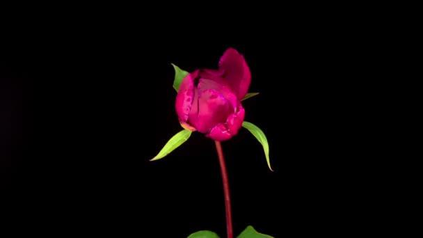 Peony Blossoms Time Lapse Opening Piękne Czerwone Piwonie Kwiaty Czarnym — Wideo stockowe