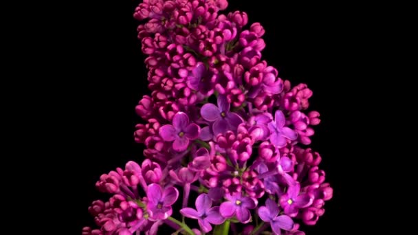 Leylak Çiçekleri Kara Arkaplanda Eflatun Mor Çiçeği Açmanın Güzel Zaman — Stok video