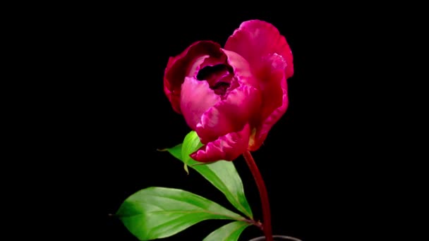 Les Fleurs Pivoine Time Lapse Ouverture Belles Fleurs Pivoine Rouge — Video