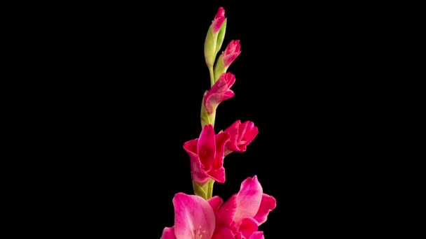Roze Gladiolus Bloeit Mooie Tijd Verstrijken Van Het Openen Van — Stockvideo