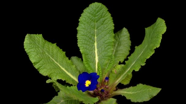 Όμορφη Timelapse Του Μπλε Primula Primrose Λουλούδι Ανθίζει Μαύρο Φόντο — Αρχείο Βίντεο