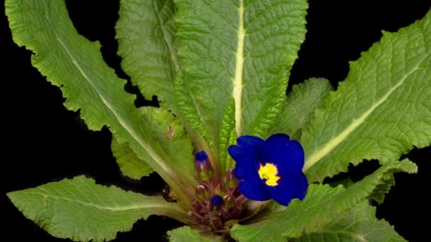 Mavi Primula Nın Güzel Zamanı Primrose Siyah Arkaplanda Çiçek Açıyor — Stok video