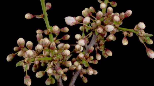 Cherry Blossom Bílé Květy Květy Větvích Třešňového Stromu Tmavé Pozadí — Stock video