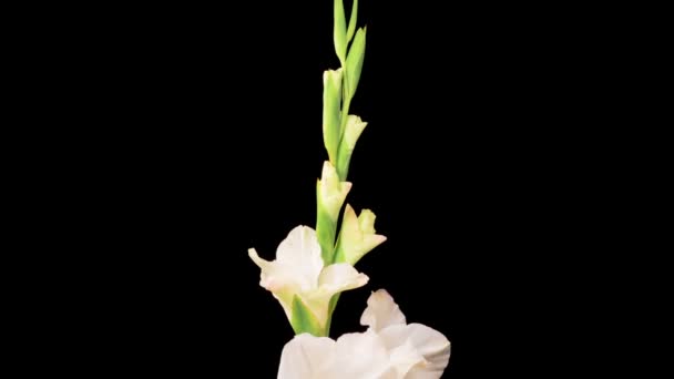 Bílé Květy Gladiolu Krásná Časová Prodleva Otevření Bílé Gladiolus Flower — Stock video