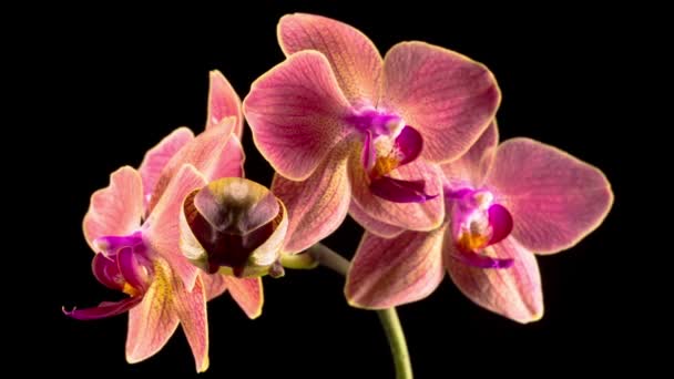 Flor Phalaenopsis Orquídea Vermelha Florescendo Fundo Preto Time Lapse Orquídea — Vídeo de Stock