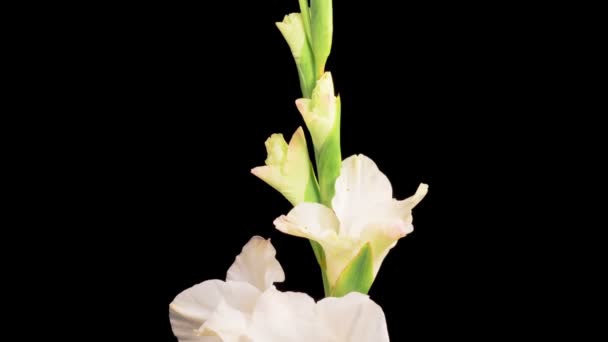Beyaz Gladiolus Çiçekleri Siyah Arkaplanda Beyaz Gladiolus Çiçeği Açmanın Güzel — Stok video