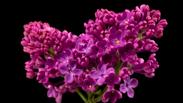 Beautiful Time Lapse Opening Violet Flower Lilac Shape Heart Black — Stock Video