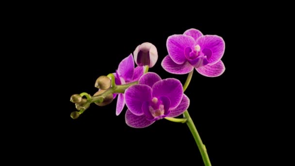 Kwiat Phalaenopsis Fioletowy Kwiat Orchidei Czarnym Tle Czas Ucieka — Wideo stockowe