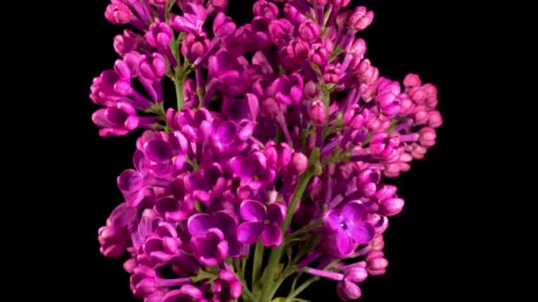 Des Fleurs Lilas Superbe Time Lapse Ouverture Fleur Violette Lilas — Video